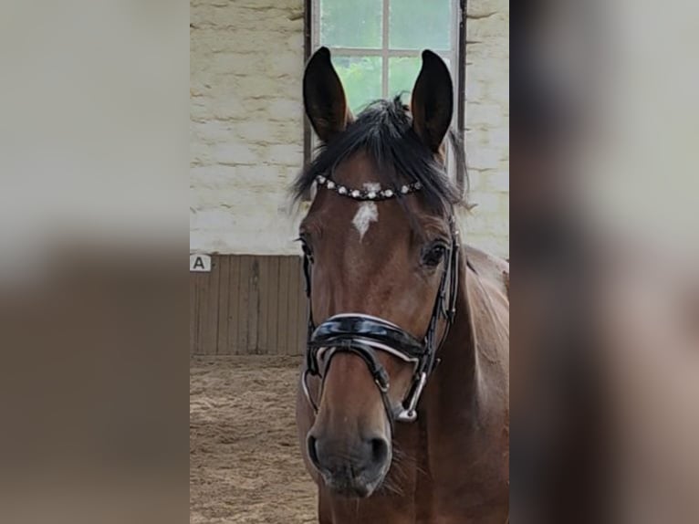 Hannoveraan Ruin 4 Jaar 168 cm Donkerbruin in Braunschweig