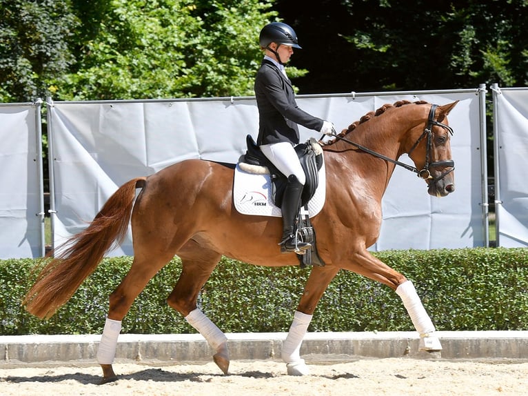 Hannoveraan Ruin 4 Jaar 168 cm Donkere-vos in Bad Bevensen