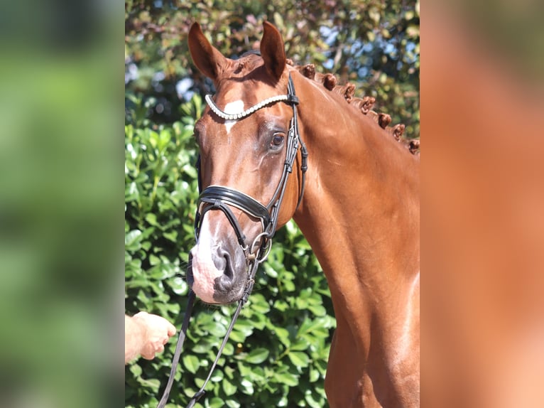 Hannoveraan Ruin 4 Jaar 168 cm Vos in Selsingen