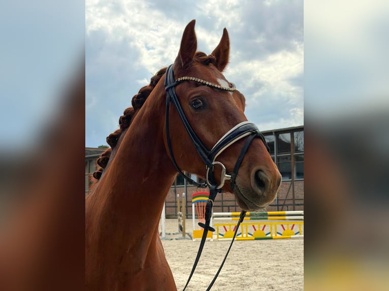 Hannoveraan Ruin 4 Jaar 168 cm Vos in Heidesheim am Rhein