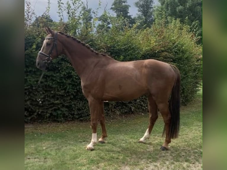 Hannoveraan Ruin 4 Jaar 168 cm Vos in Hepstedt