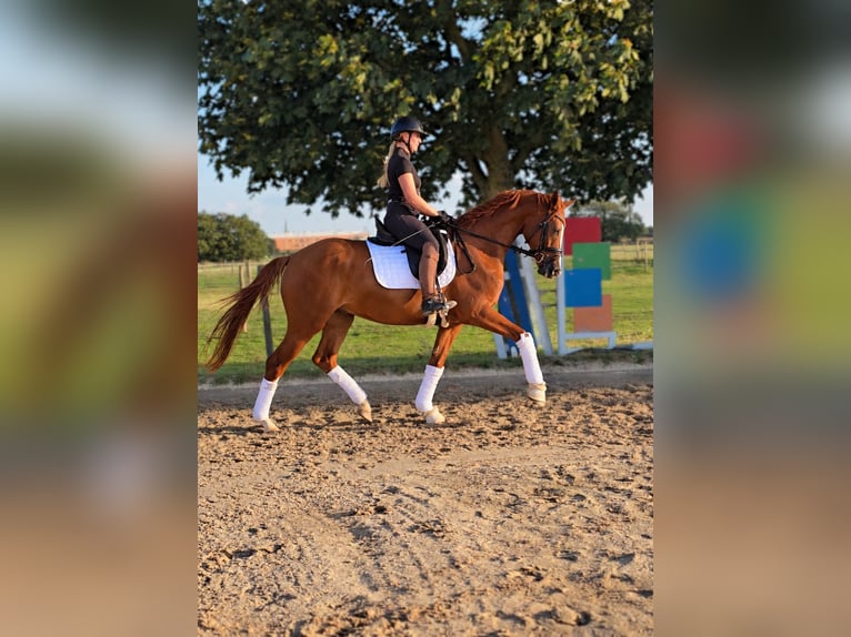 Hannoveraan Ruin 4 Jaar 168 cm Vos in Krefeld