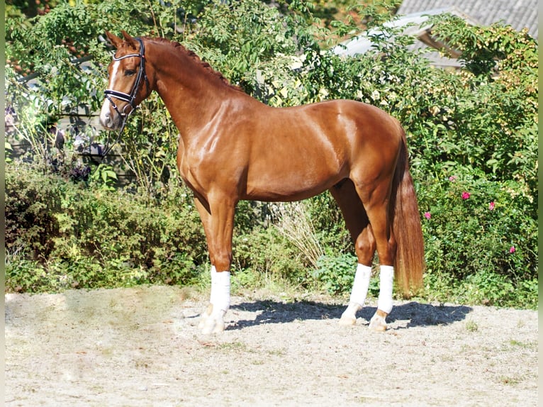 Hannoveraan Ruin 4 Jaar 168 cm Vos in Hohenfelde