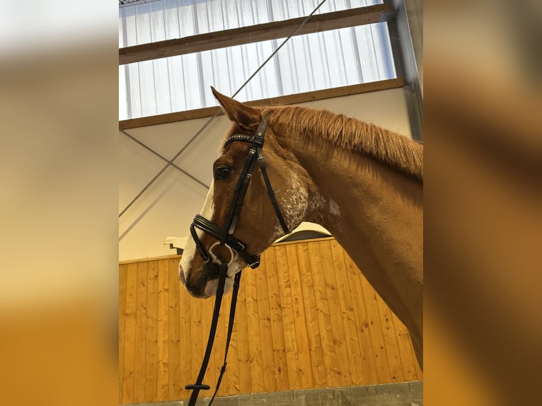 Hannoveraan Ruin 4 Jaar 168 cm Vos in Gütersloh