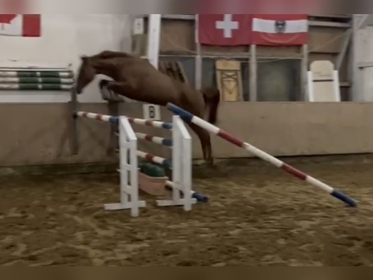 Hannoveraan Ruin 4 Jaar 168 cm Vos in Kolbermoor