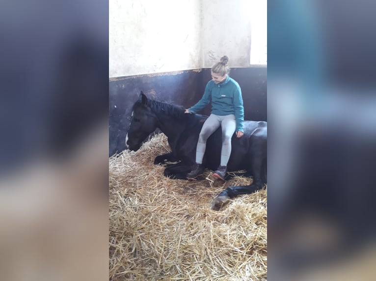 Hannoveraan Ruin 4 Jaar 168 cm Zwart in Edingen-Neckarhausen