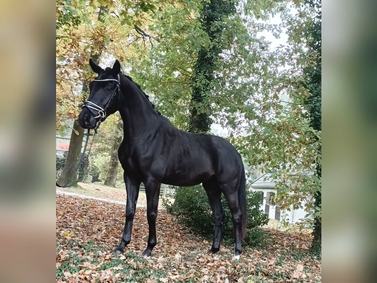 Hannoveraan Ruin 4 Jaar 168 cm Zwart in Barenburg