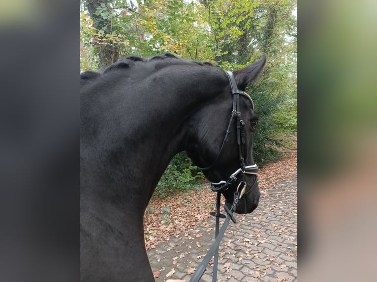 Hannoveraan Ruin 4 Jaar 168 cm Zwart in Barenburg