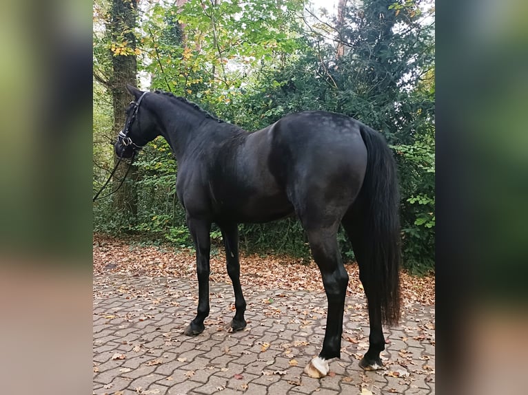 Hannoveraan Ruin 4 Jaar 168 cm Zwart in Barenburg