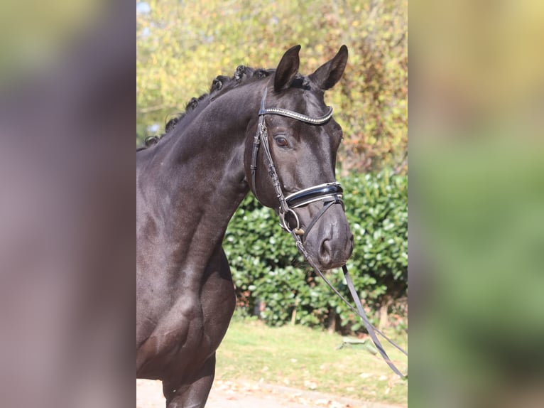 Hannoveraan Ruin 4 Jaar 168 cm Zwart in Selsingen