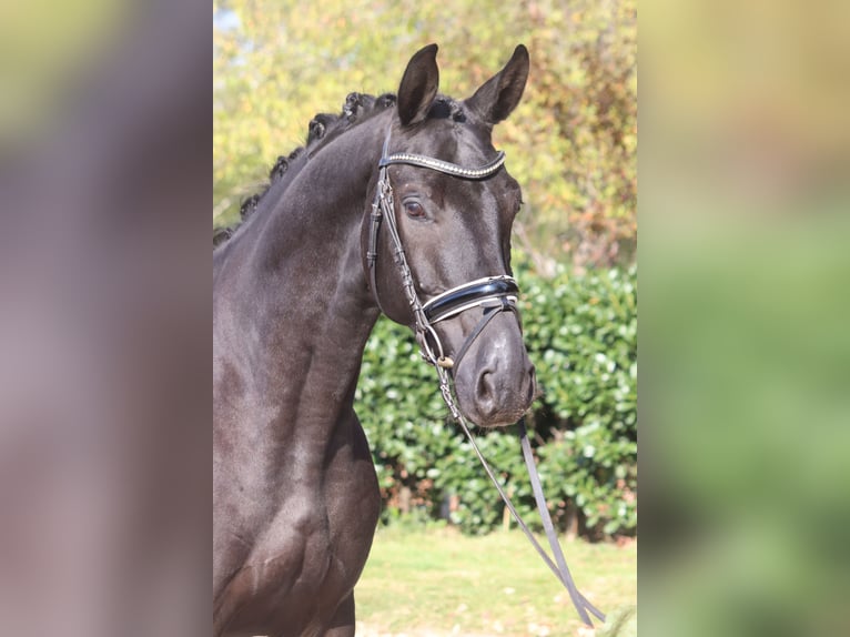 Hannoveraan Ruin 4 Jaar 168 cm Zwart in Selsingen