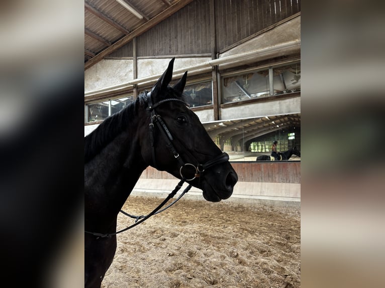 Hannoveraan Ruin 4 Jaar 168 cm Zwart in Altenstadt