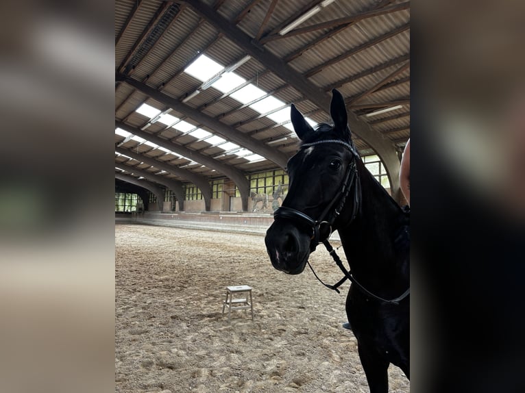 Hannoveraan Ruin 4 Jaar 168 cm Zwart in Altenstadt
