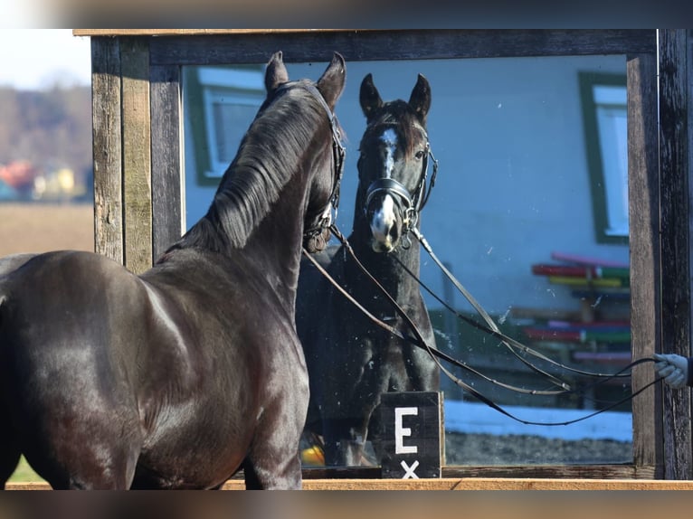 Hannoveraan Ruin 4 Jaar 168 cm Zwartbruin in Stallhofen