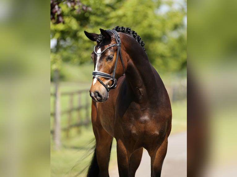 Hannoveraan Ruin 4 Jaar 169 cm Bruin in Diepholz