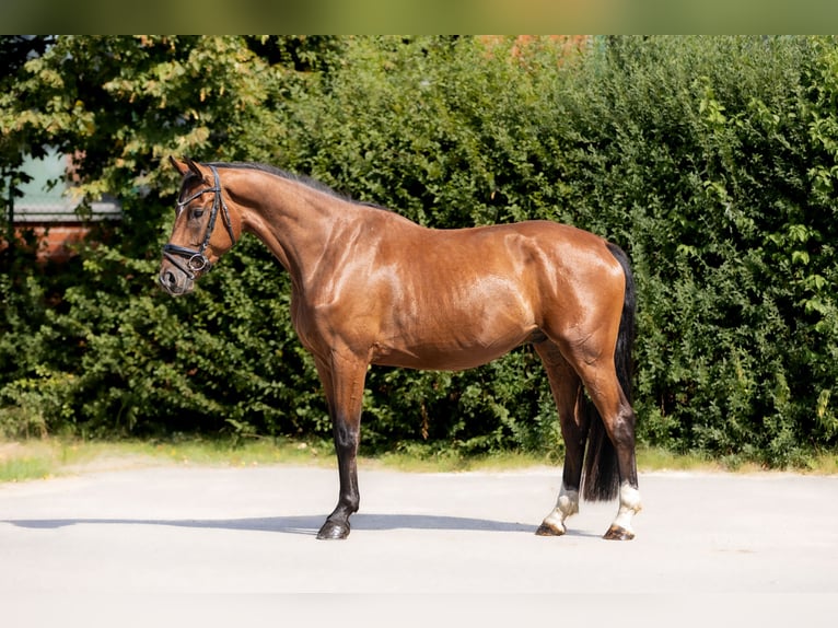Hannoveraan Ruin 4 Jaar 169 cm Bruin in Braunschweig