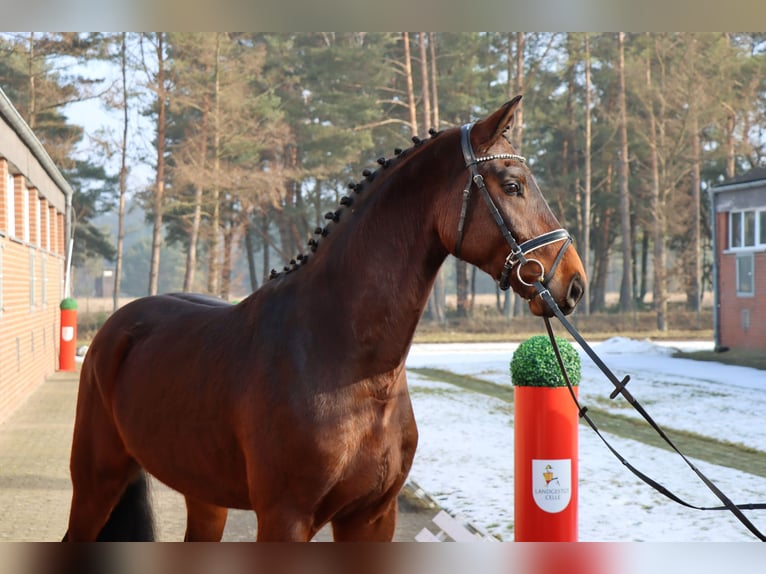 Hannoveraan Ruin 4 Jaar 169 cm Bruin in Celle
