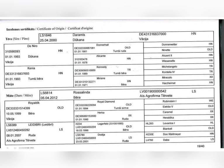 Hannoveraan Ruin 4 Jaar 169 cm Donkerbruin in Bergisch Gladbach