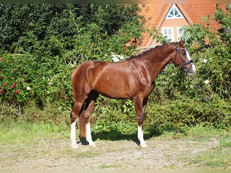 Hannoveraan Ruin 4 Jaar 169 cm Donkere-vos in Hohenfelde