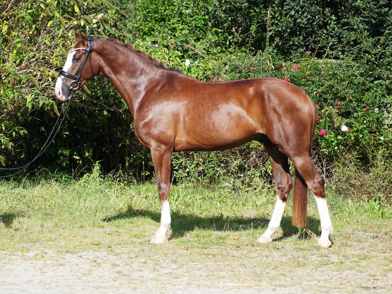 Hannoveraan Ruin 4 Jaar 169 cm Donkere-vos in Hohenfelde