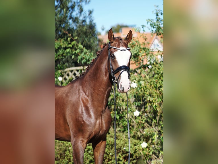 Hannoveraan Ruin 4 Jaar 169 cm Donkere-vos in Hohenfelde