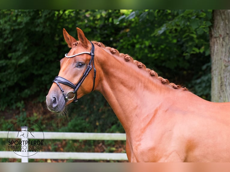 Hannoveraan Ruin 4 Jaar 169 cm Vos in Lengerich