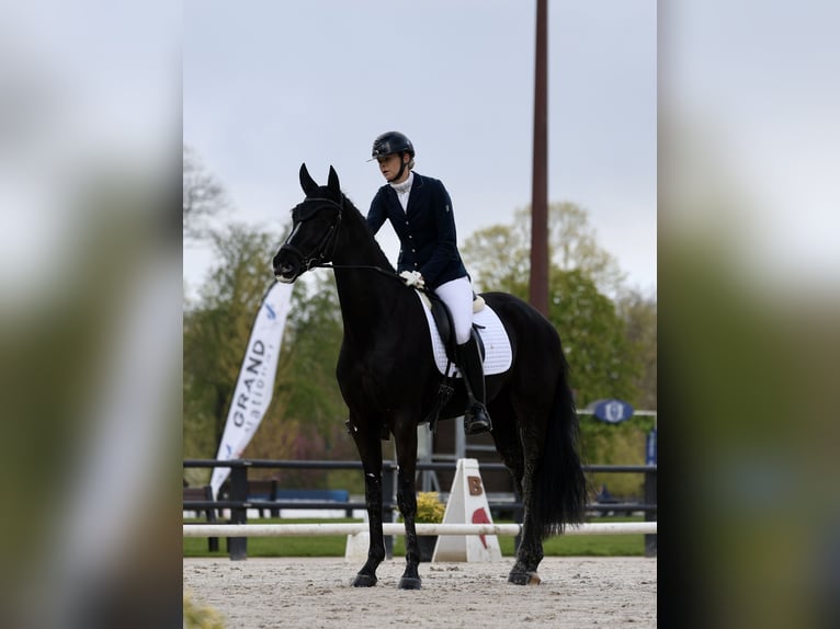 Hannoveraan Ruin 4 Jaar 169 cm Zwart in Crespières