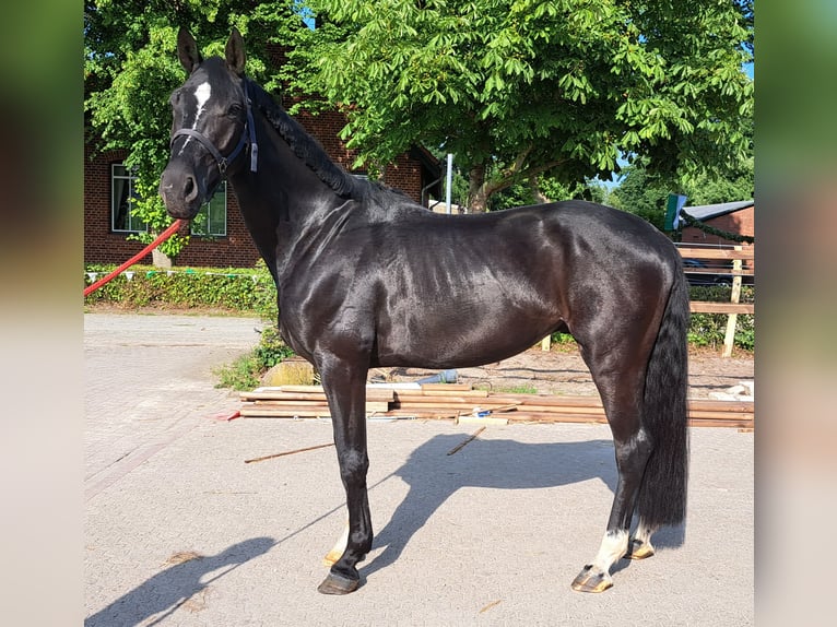 Hannoveraan Ruin 4 Jaar 169 cm Zwart in Achim