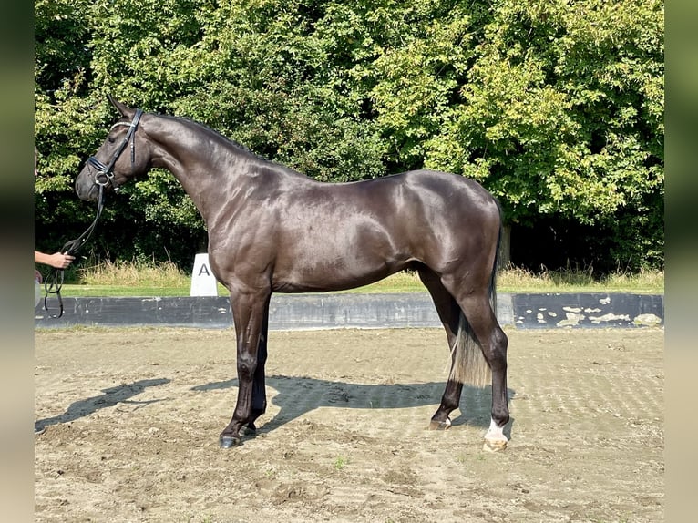 Hannoveraan Ruin 4 Jaar 169 cm Zwart in Rees