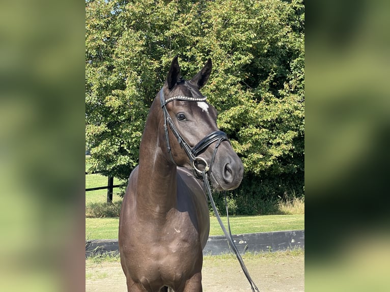 Hannoveraan Ruin 4 Jaar 169 cm Zwart in Rees