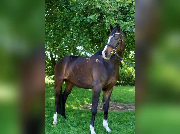 Hannoveraan Ruin 4 Jaar 169 cm Zwartbruin in Nettetal