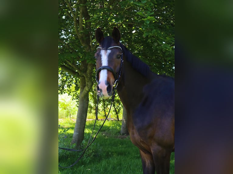 Hannoveraan Ruin 4 Jaar 169 cm Zwartbruin in Nettetal