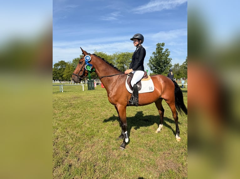 Hannoveraan Ruin 4 Jaar 170 cm Bruin in Ahausen