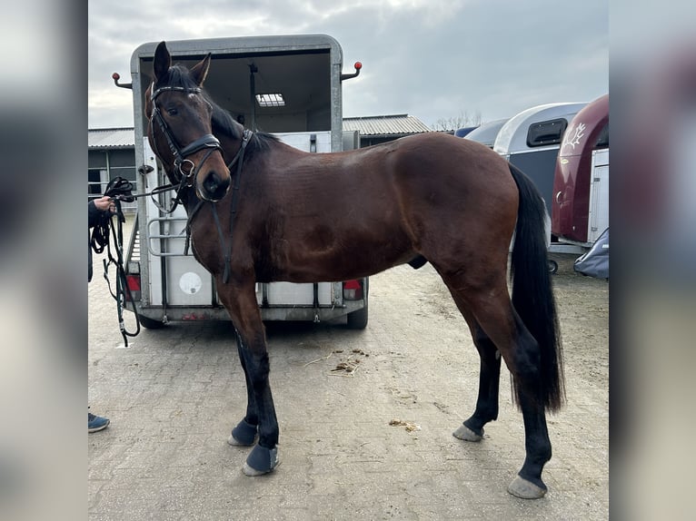 Hannoveraan Ruin 4 Jaar 170 cm Donkerbruin in Kevelaer
