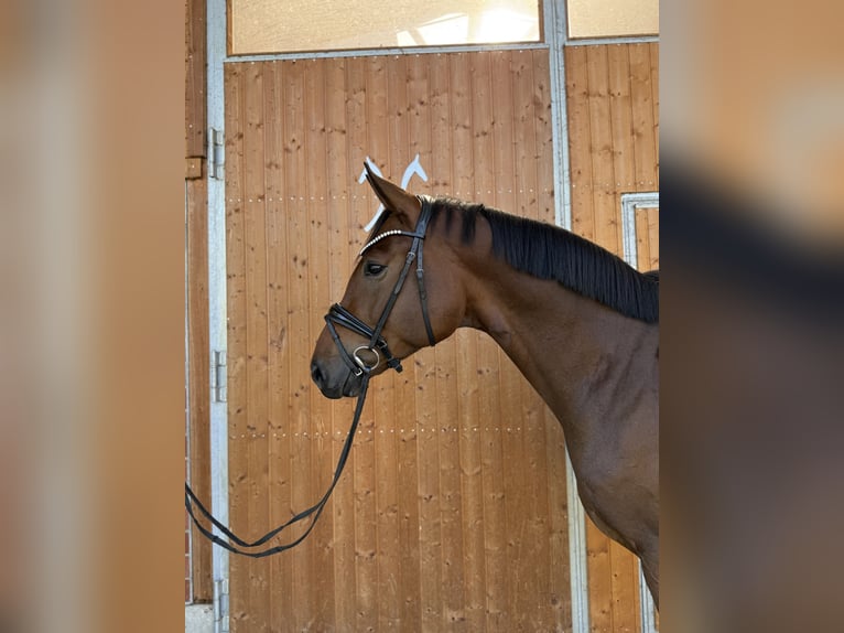 Hannoveraan Ruin 4 Jaar 170 cm Donkerbruin in Mossautal