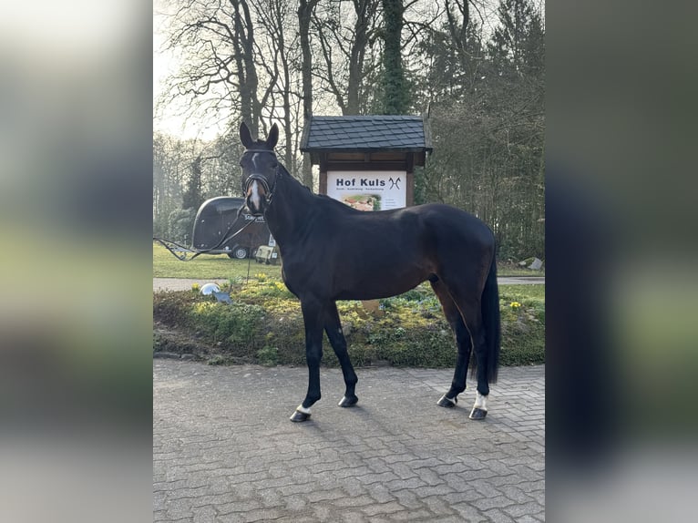 Hannoveraan Ruin 4 Jaar 170 cm Donkerbruin in Borstel