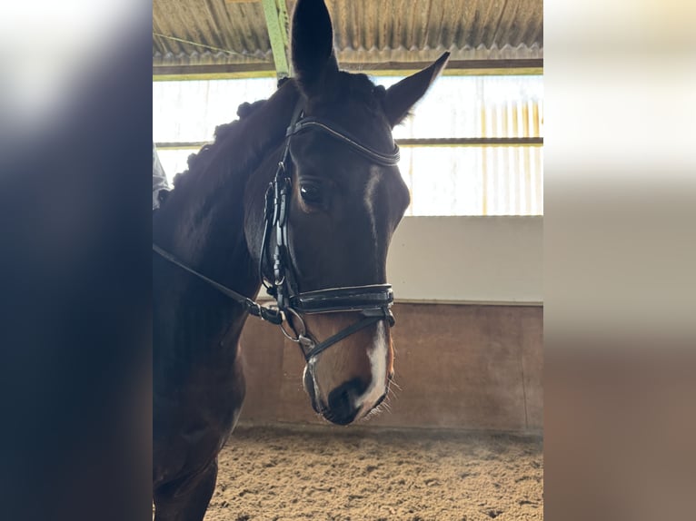 Hannoveraan Ruin 4 Jaar 170 cm Donkerbruin in Borstel