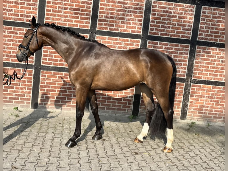 Hannoveraan Ruin 4 Jaar 170 cm Donkerbruin in Telgte