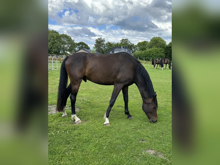 Hannoveraan Ruin 4 Jaar 170 cm Donkerbruin in Süsel