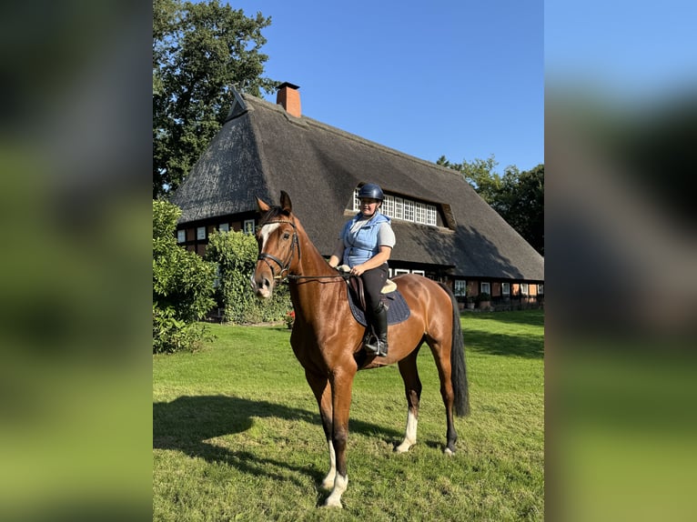 Hannoveraan Ruin 4 Jaar 170 cm Donkerbruin in Verden (Aller)