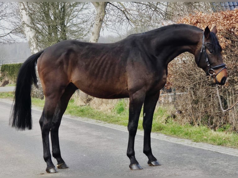 Hannoveraan Ruin 4 Jaar 170 cm Donkerbruin in Someren