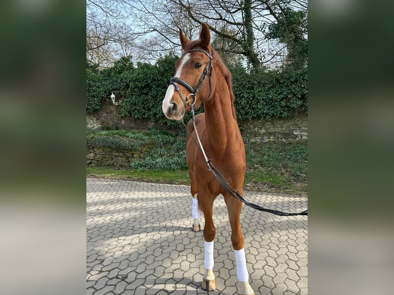 Hannoveraan Ruin 4 Jaar 170 cm Donkere-vos in Ratingen