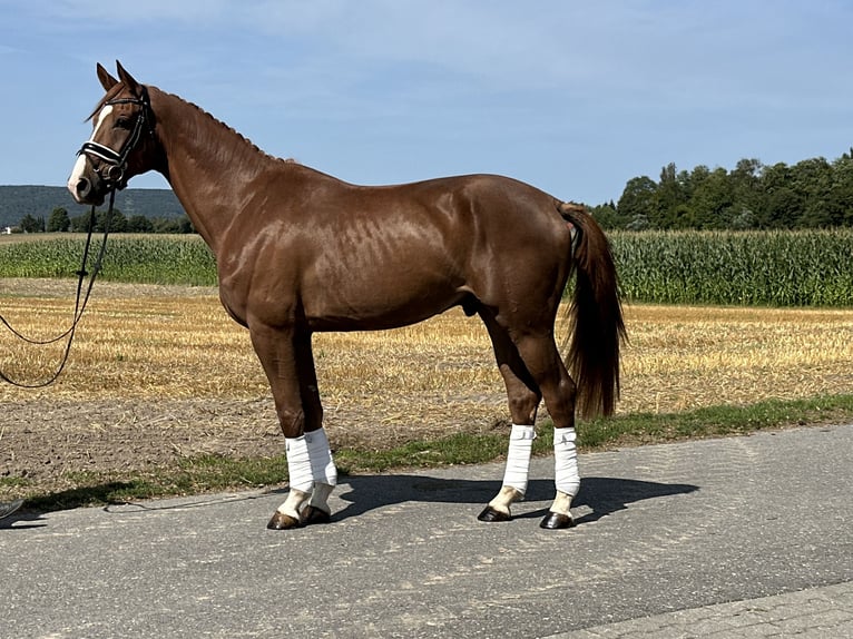 Hannoveraan Ruin 4 Jaar 170 cm Donkere-vos in Riedlingen