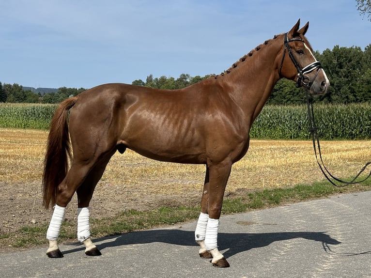 Hannoveraan Ruin 4 Jaar 170 cm Donkere-vos in Riedlingen