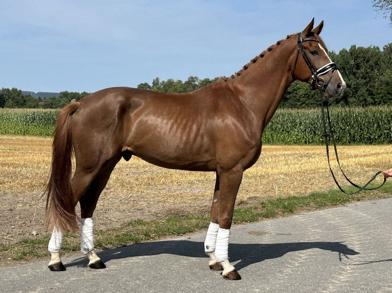 Hannoveraan Ruin 4 Jaar 170 cm Donkere-vos in Riedlingen