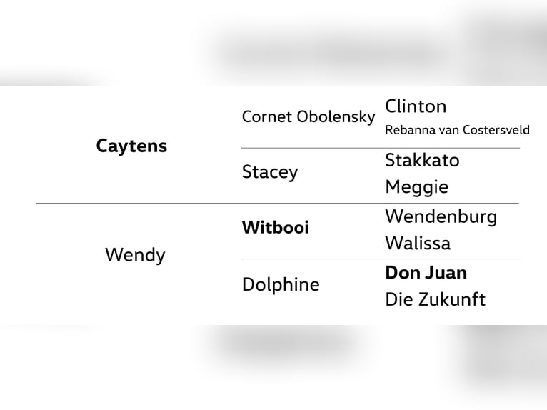 Hannoveraan Ruin 4 Jaar 170 cm Schimmel in Dannenberg (Elbe)