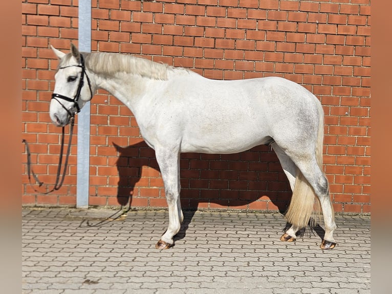 Hannoveraan Ruin 4 Jaar 170 cm Schimmel in Königslutter am Elm
