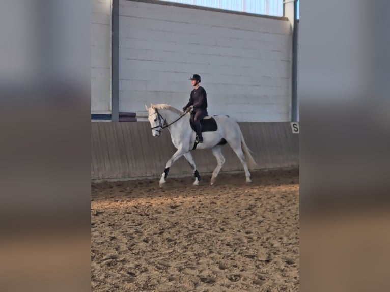 Hannoveraan Ruin 4 Jaar 170 cm Schimmel in Königslutter am Elm