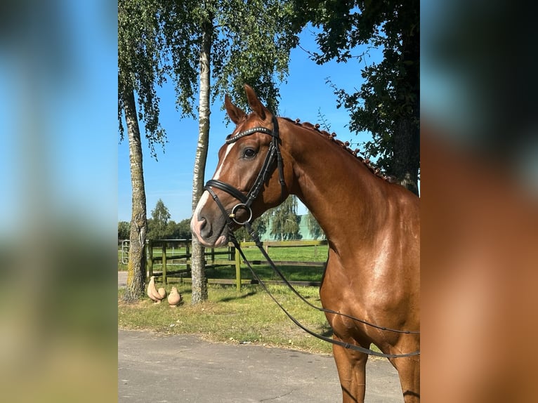 Hannoveraan Ruin 4 Jaar 170 cm Vos in Weyhe