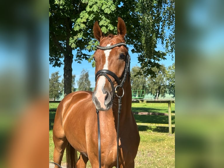 Hannoveraan Ruin 4 Jaar 170 cm Vos in Weyhe